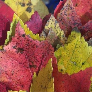 Meet your Posher, Celia